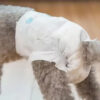 Leak-Proof Female Dog Diapers for Everyday Protection